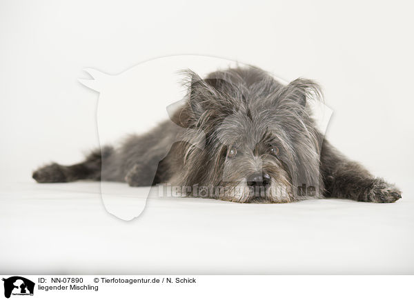 liegender Mischling / lying mongrel / NN-07890