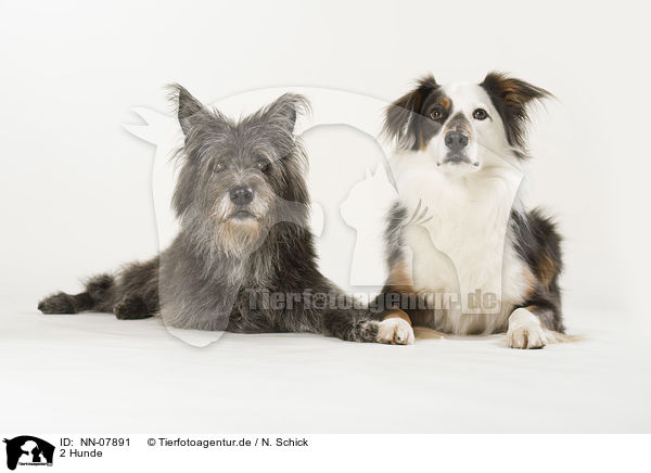 2 Hunde / 2 dogs / NN-07891