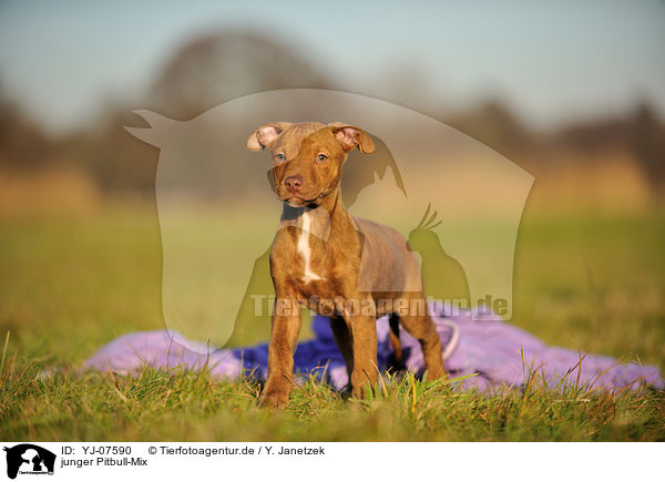 junger Pitbull-Mix / YJ-07590