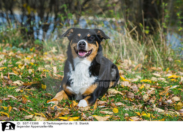 liegender Appenzeller-Mix / lying Appenzell-Mountain-Mongrel / SST-13366