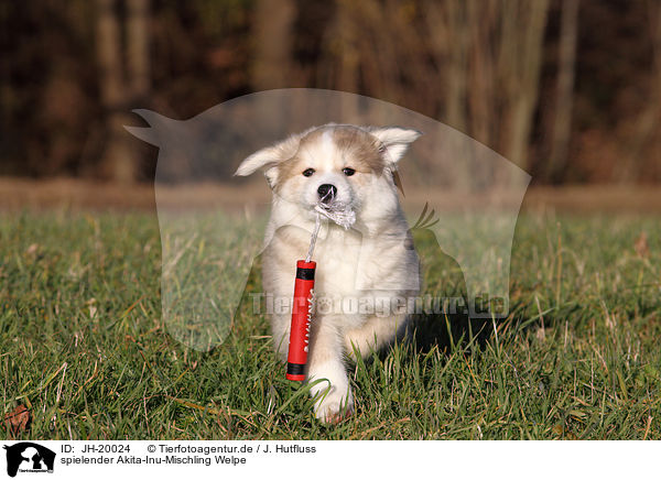 spielender Akita-Inu-Mischling Welpe / playing Akita-Inu-Mongrel Puppy / JH-20024
