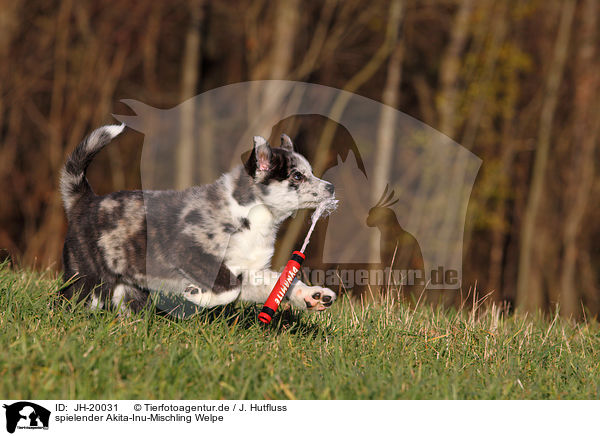 spielender Akita-Inu-Mischling Welpe / playing Akita-Inu-Mongrel Puppy / JH-20031