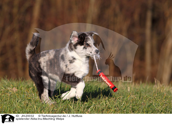 spielender Akita-Inu-Mischling Welpe / playing Akita-Inu-Mongrel Puppy / JH-20032