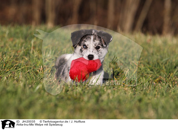 Akita-Inu-Mix Welpe mit Spielzeug / Akita-Inu-Mongrel Puppy with toy / JH-20035