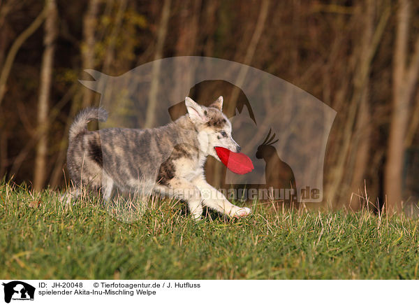 spielender Akita-Inu-Mischling Welpe / playing Akita-Inu-Mongrel Puppy / JH-20048