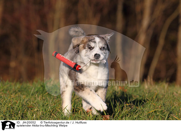 spielender Akita-Inu-Mischling Welpe / playing Akita-Inu-Mongrel Puppy / JH-20052
