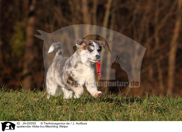 spielender Akita-Inu-Mischling Welpe / playing Akita-Inu-Mongrel Puppy / JH-20055