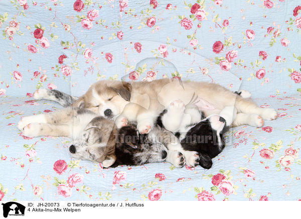 4 Akita-Inu-Mix Welpen / JH-20073