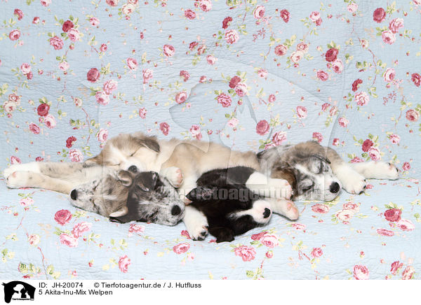5 Akita-Inu-Mix Welpen / 5 Akita-Inu-Mongrel Puppies / JH-20074