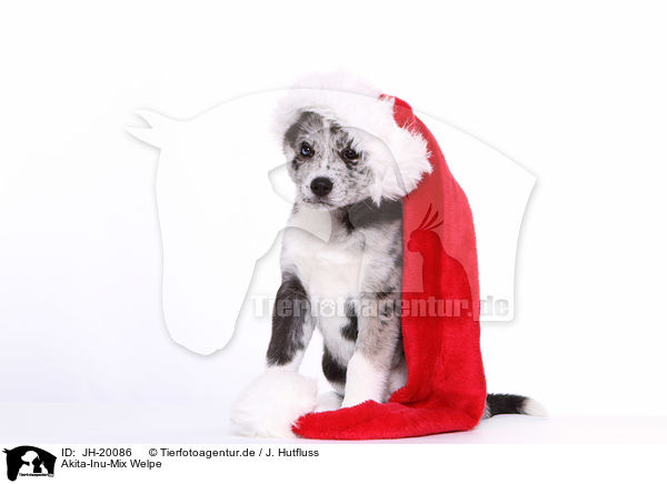 Akita-Inu-Mix Welpe / Akita-Inu-Mongrel Puppy / JH-20086