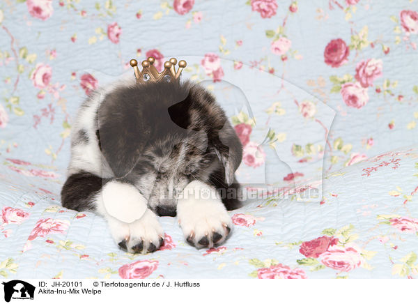 Akita-Inu-Mix Welpe / Akita-Inu-Mongrel Puppy / JH-20101