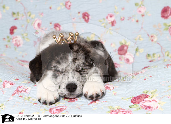 Akita-Inu-Mix Welpe / Akita-Inu-Mongrel Puppy / JH-20102
