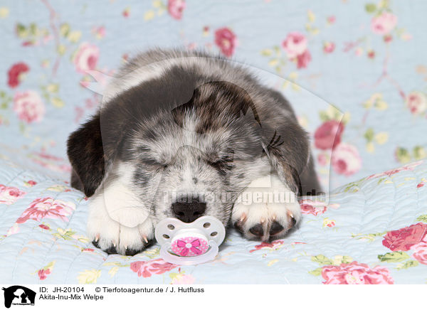 Akita-Inu-Mix Welpe / Akita-Inu-Mongrel Puppy / JH-20104