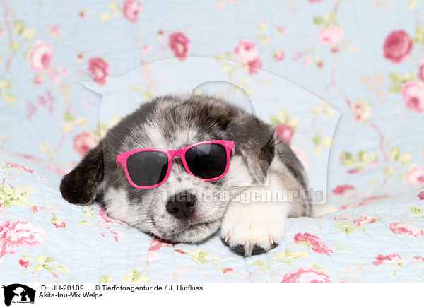 Akita-Inu-Mix Welpe / JH-20109