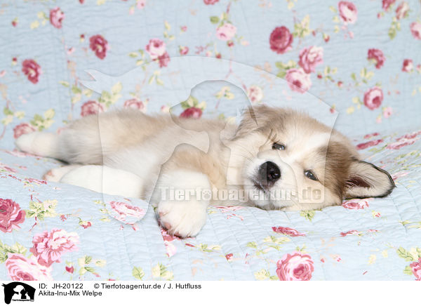 Akita-Inu-Mix Welpe / JH-20122