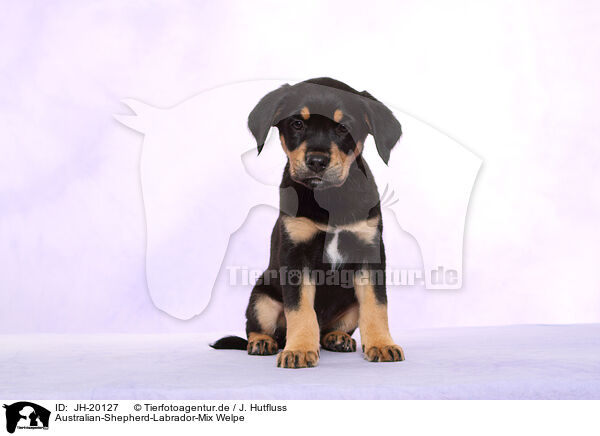 Australian-Shepherd-Labrador-Mix Welpe / JH-20127