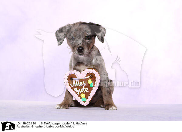 Australian-Shepherd-Labrador-Mix Welpe / Australian-Shepherd-Labrador-Mongrel Puppy / JH-20130