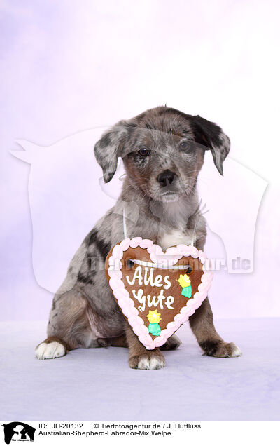 Australian-Shepherd-Labrador-Mix Welpe / Australian-Shepherd-Labrador-Mongrel Puppy / JH-20132