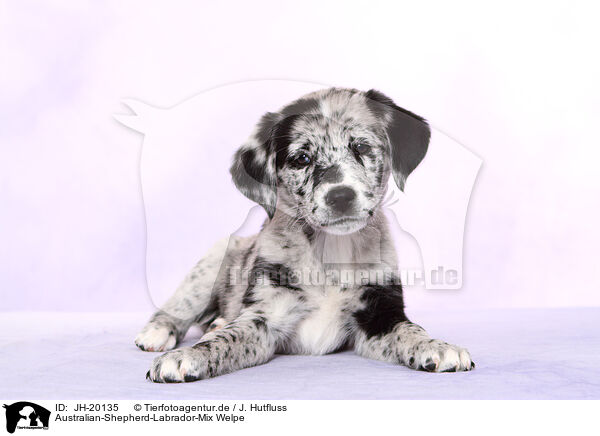 Australian-Shepherd-Labrador-Mix Welpe / JH-20135