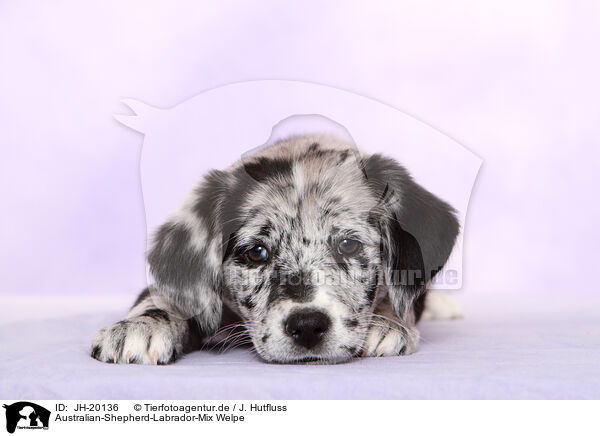 Australian-Shepherd-Labrador-Mix Welpe / JH-20136