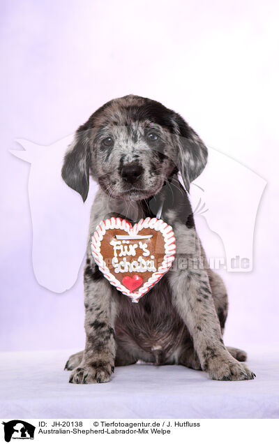 Australian-Shepherd-Labrador-Mix Welpe / JH-20138