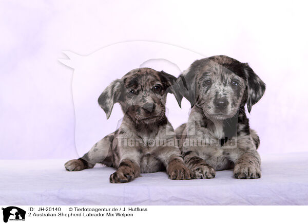 2 Australian-Shepherd-Labrador-Mix Welpen / JH-20140