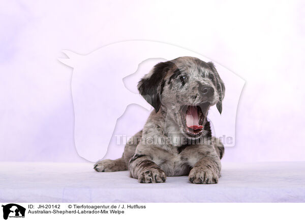 Australian-Shepherd-Labrador-Mix Welpe / JH-20142