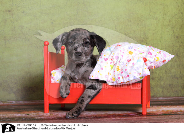 Australian-Shepherd-Labrador-Mix Welpe / Australian-Shepherd-Labrador-Mongrel Puppy / JH-20152