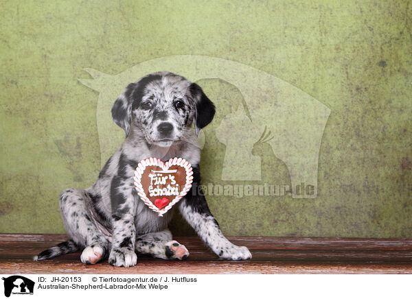 Australian-Shepherd-Labrador-Mix Welpe / JH-20153