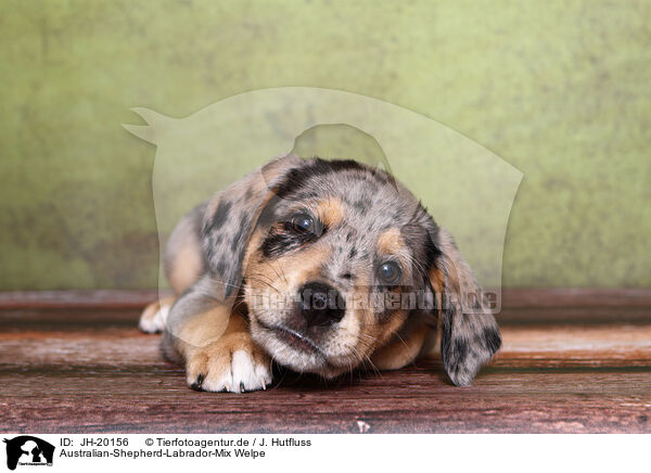 Australian-Shepherd-Labrador-Mix Welpe / JH-20156