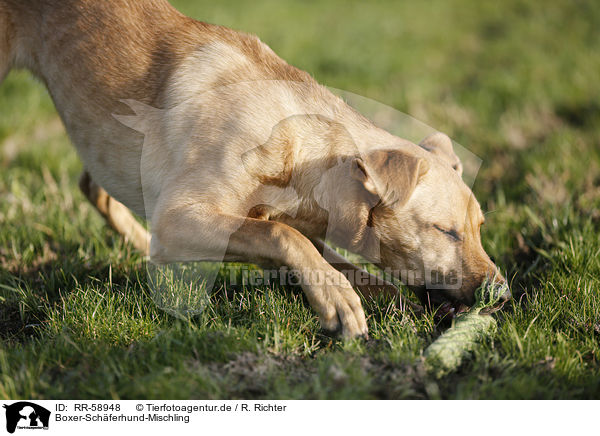 Boxer-Schferhund-Mischling / Boxer-Shepherd-Mongrel / RR-58948