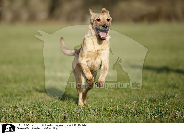 Boxer-Schferhund-Mischling / Boxer-Shepherd-Mongrel / RR-58951