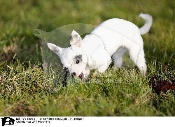 Chihuahua-JRT-Mischling / Chihuahua-JRT-Mongrel / RR-58963
