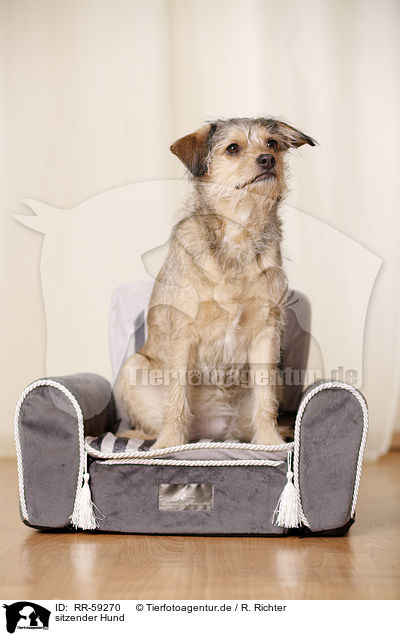 sitzender Hund / sitting dog / RR-59270