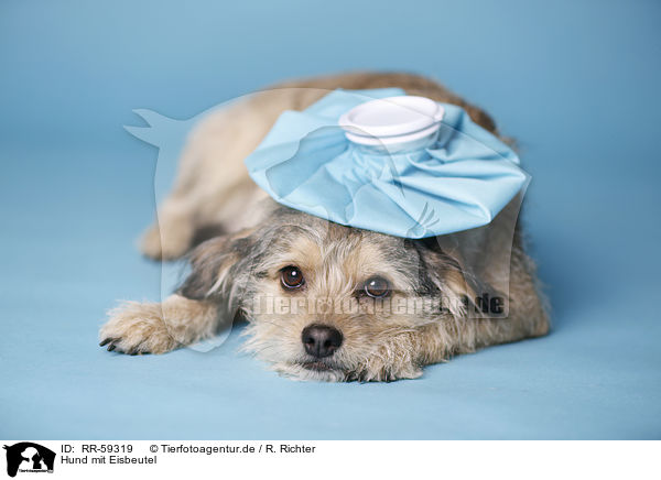 Hund mit Eisbeutel / RR-59319