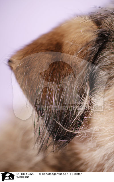 Hundeohr / dog ear / RR-59328