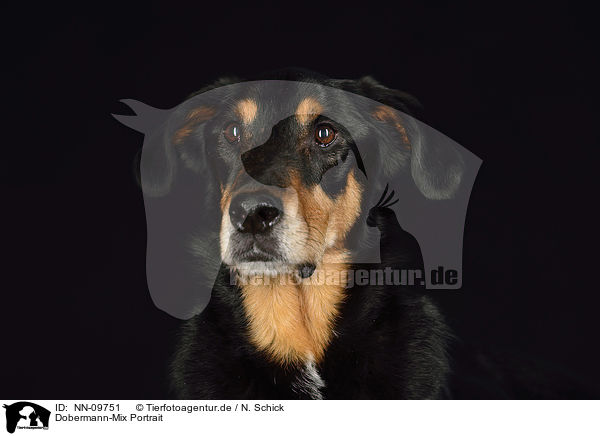 Dobermann-Mix Portrait / Doberman-Pinscher-Mongrel Portrait / NN-09751