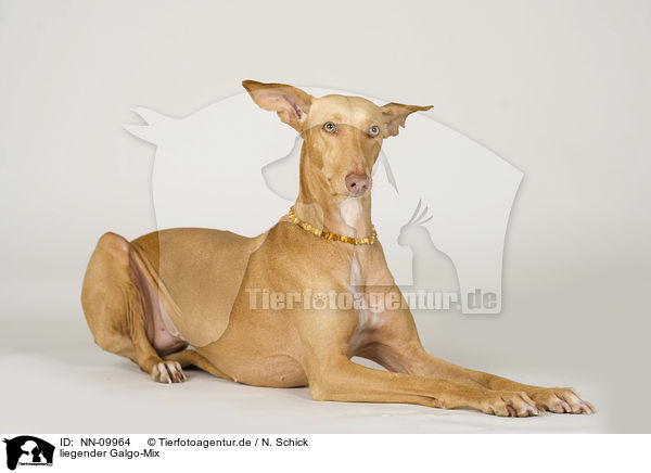liegender Galgo-Mix / lying Galgo-Mongrel / NN-09964