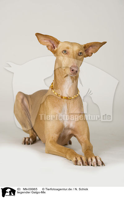 liegender Galgo-Mix / lying Galgo-Mongrel / NN-09965