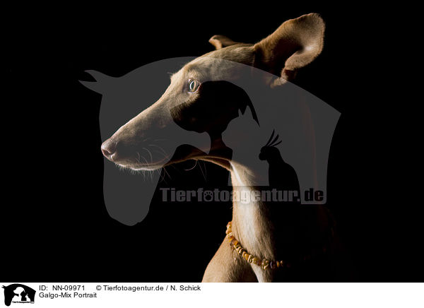 Galgo-Mix Portrait / Galgo-Mongrel Portrait / NN-09971