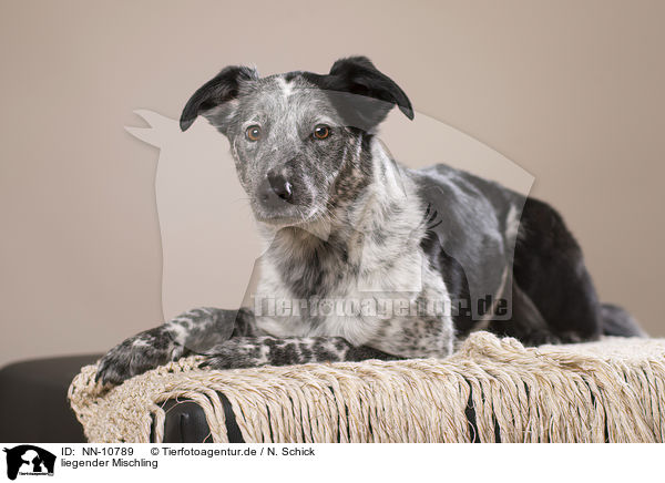 liegender Mischling / lying mongrel / NN-10789