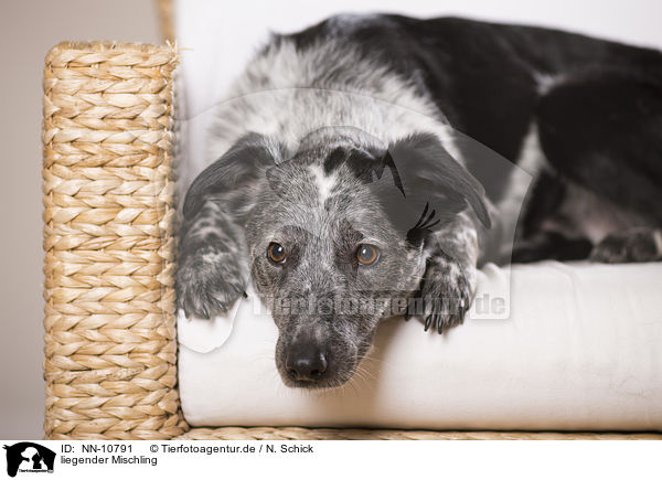 liegender Mischling / lying mongrel / NN-10791