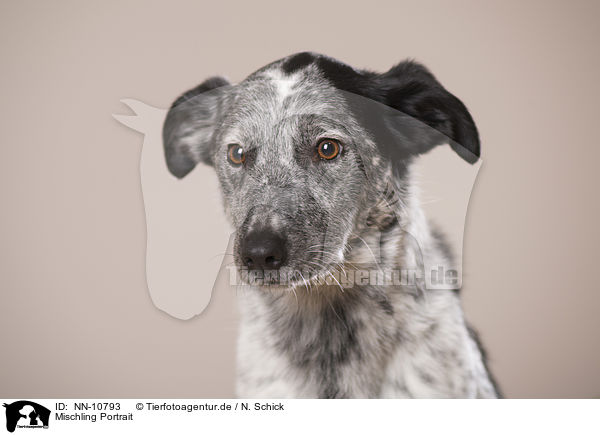 Mischling Portrait / mongrel portrait / NN-10793