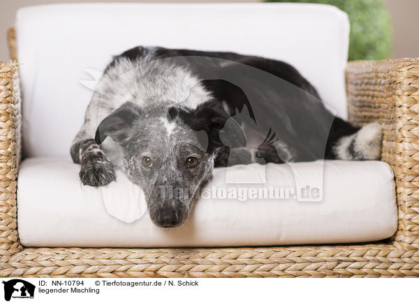 liegender Mischling / lying mongrel / NN-10794