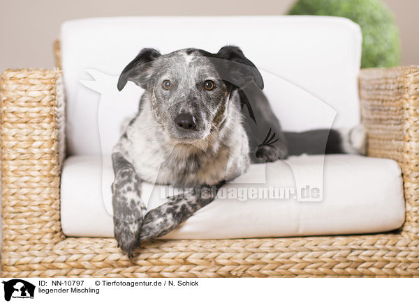 liegender Mischling / lying mongrel / NN-10797