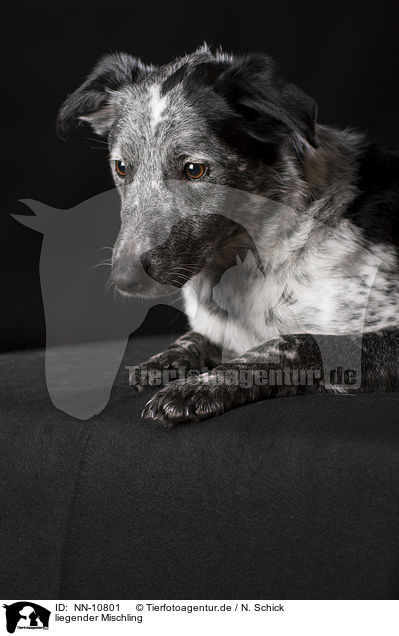 liegender Mischling / lying mongrel / NN-10801