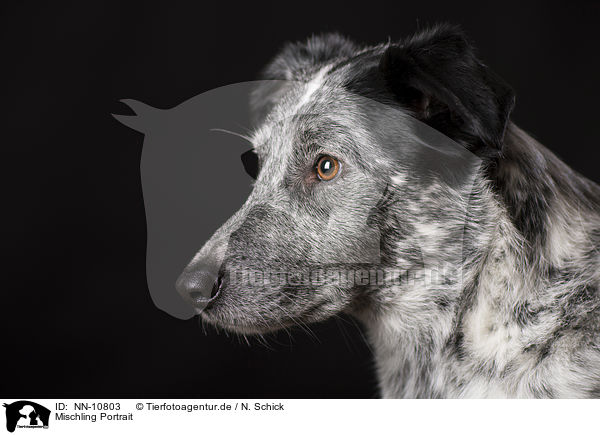 Mischling Portrait / mongrel portrait / NN-10803