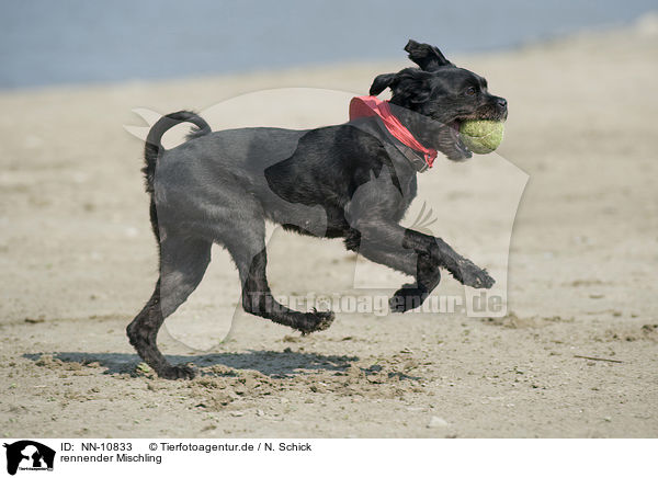 rennender Mischling / running mongrel / NN-10833