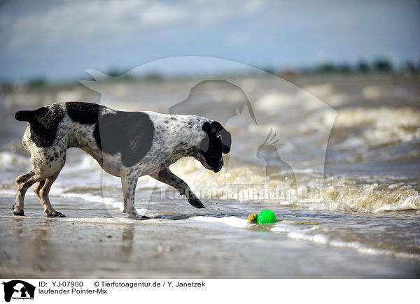 laufender Pointer-Mix / walking mongrel / YJ-07900