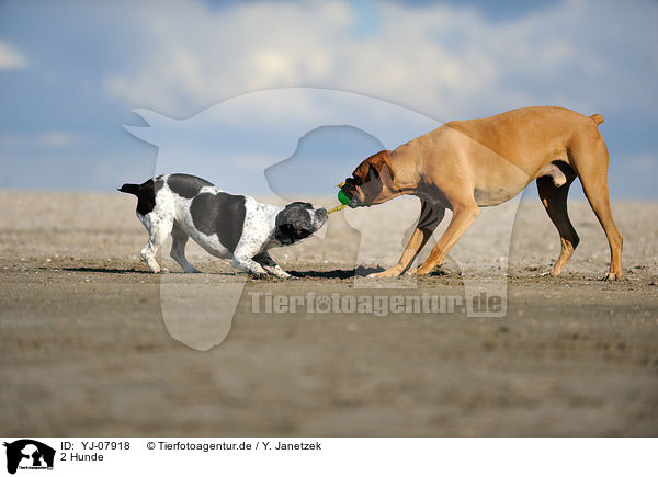 2 Hunde / 2 dogs / YJ-07918